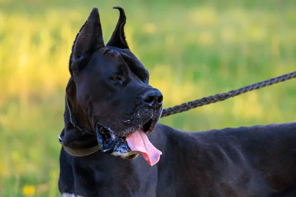 Μεγάλο Μαύρο Σκυλί Της Φυλής Great Dane Στη Φύση Επιλεκτική — Φωτογραφία Αρχείου