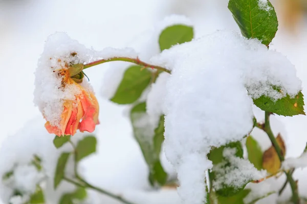 Uwięziony Kwiat Śniegu Ulicznym Łożu Kwiatowym Tło Zimowe Selektywnym Ukierunkowaniem — Zdjęcie stockowe