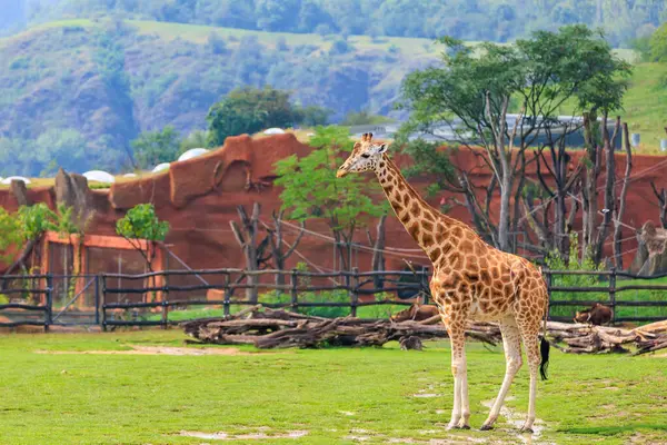 Çok Güzel Bir Zürafa Seçici Odaklı Arkaplan Metin Için Alanı — Stok fotoğraf