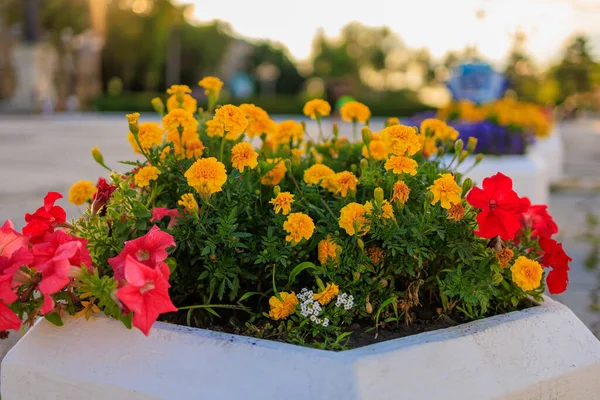 Marigoldowie Mieście Rozkwitli Kwiaty Miejskim Otoczeniu Kontekst Ukierunkowaniem Selektywnym — Zdjęcie stockowe