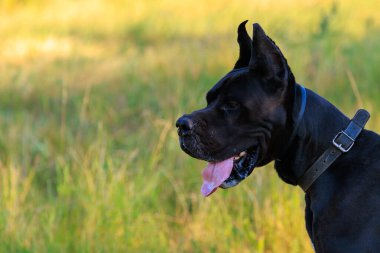 Large black dog of the Great Dane breed in nature with selective focus