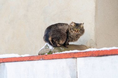 Çitteki korkmuş kedi kara bakıyor. Seçici odaklı kış arkaplanı