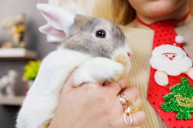 Bir kadının ellerinde sevimli, güzel bir evcil tavşan. Seçici odak ve kopyalama alanı olan arkaplan
