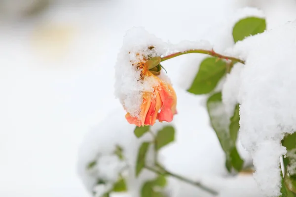 Withered flower in the snow on a street flower bed. Winter background with selective focus