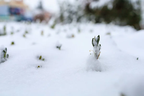 Lente Spruit Breekt Uit Onder Sneeuw Achtergrond Met Selectieve Focus — Stockfoto