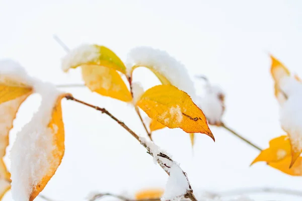 秋天的黄叶在雪地里的树上 选择重点的冬季背景 — 图库照片