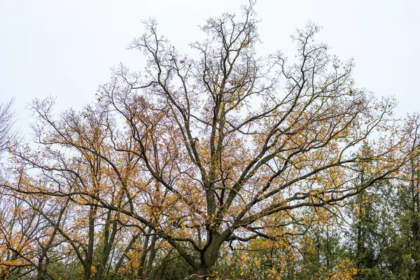 抽象的な秋の季節背景 選択的なフォーカスとテキストのためのスペースをコピーする天気予報 — ストック写真