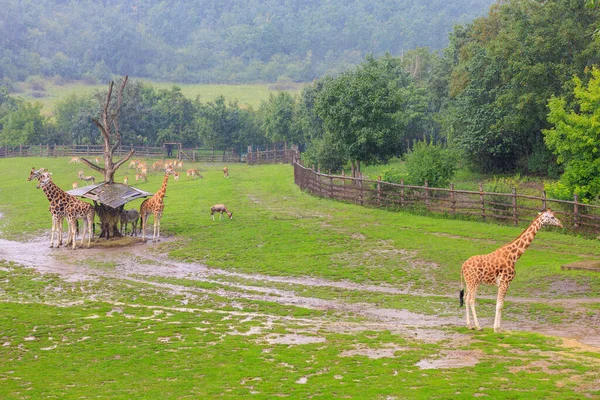 Sehr Schöne Giraffen Hintergrund Mit Selektivem Fokus Und Kopierraum Für — Stockfoto
