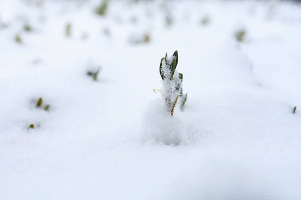 春天在雪下发芽了 具有选择性重点的背景 — 图库照片