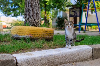 Sokak kedisi şirinmiş. Seçici odak ve kopyalama alanı olan arkaplan