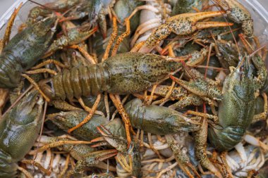 Nehir kerevitleri, bira için geleneksel bir atıştırmalık. Seçici odaklı arkaplan.