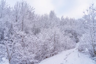 Kardaki vahşi orman. Seçici odaklı kış arkaplanı