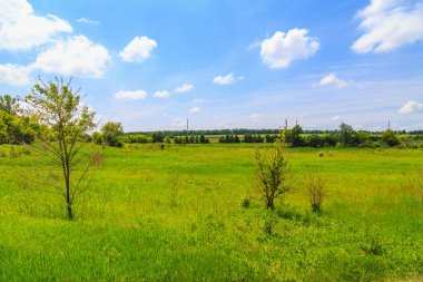 Kırsaldaki çayır ya da yeşil alan. Seçici odak ve kopyalama alanı olan arkaplan