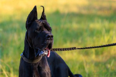 Büyük Danua 'nın büyük siyah köpeği seçici bir odak ile doğada ürer.