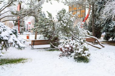 Karda kozalaklı ağaç. Seçici odaklı kış arkaplanı