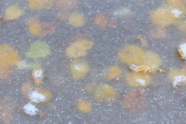 秋の紅葉に覆われている氷 選択的な焦点を有する冬の背景 — ストック写真