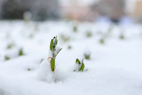 Spring sprout breaks out from under the snow. Background with selective focus