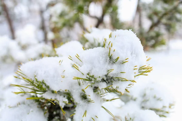 雪地里的针叶树 选择重点的冬季背景 — 图库照片