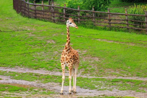 Very Beautiful Giraffe Background Selective Focus Copy Space Text — Foto de Stock