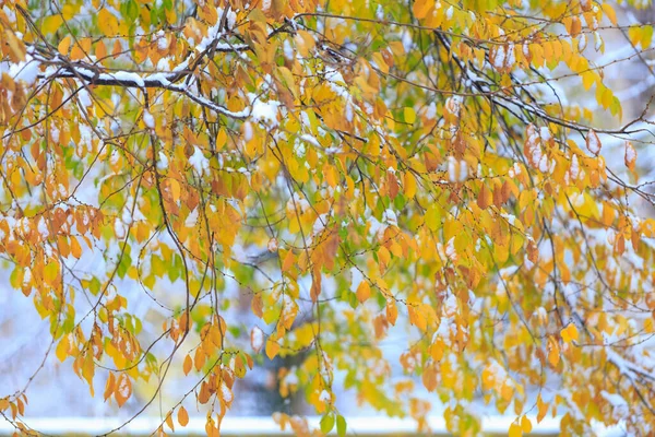 Осень Желтые Листья Дереве Снегу Зимний Фон Выборочной Фокусировкой — стоковое фото