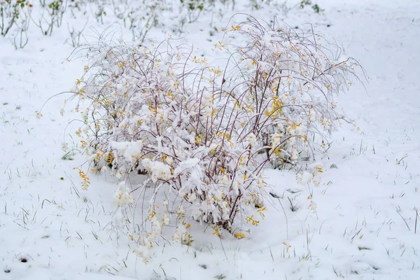 Krzak Śniegu Tło Zimowe Selektywnym Ukierunkowaniem — Zdjęcie stockowe