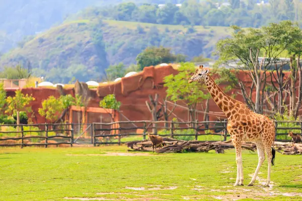 Sehr Schöne Giraffe Hintergrund Mit Selektivem Fokus Und Kopierraum Für — Stockfoto