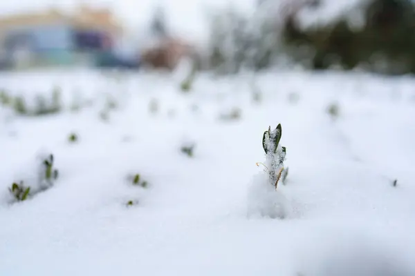 春の芽は雪の下から吹き出します 選択的なフォーカスを持つ背景 — ストック写真