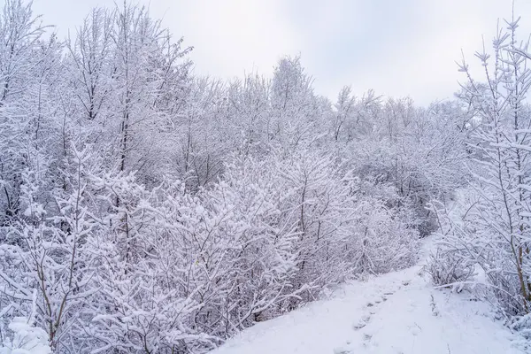 雪の中の野生の森 選択的な焦点を有する冬の背景 — ストック写真