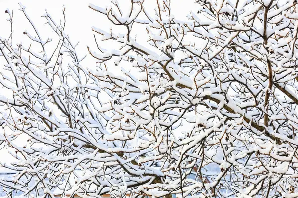 Gałęzie Śniegu Bliska Kontekst Ukierunkowaniem Selektywnym — Zdjęcie stockowe