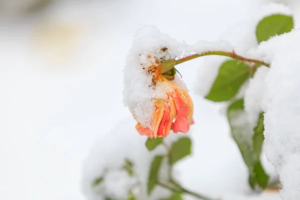 Withered Flower Snow Street Flower Bed Winter Background Selective Focus — Stock Photo, Image