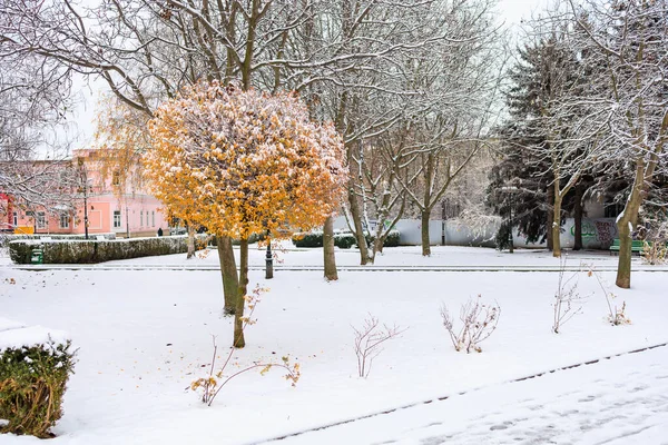 Tree Snow Winter Background Selective Focus — Stock Photo, Image
