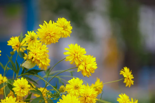 Золотий Міській Клумбі Квіти Міському Середовищі Фон Вибірковим Фокусом — стокове фото