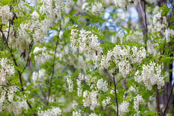 Blooming Acacia Branches Flowers Spring Selective Focus — Stockfoto