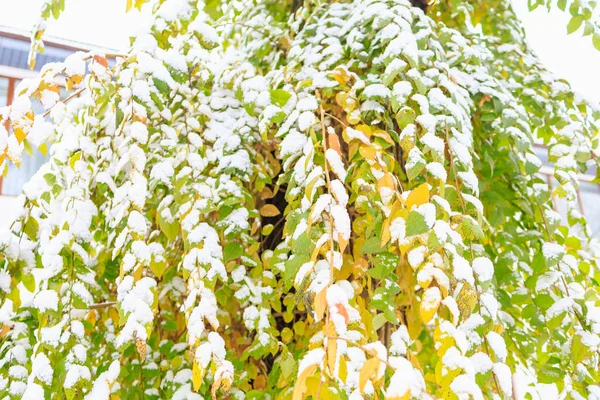 Sonbahar Kardaki Bir Ağacın Yapraklarını Sarardı Seçici Odaklı Kış Arkaplanı — Stok fotoğraf