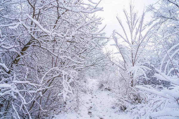Дикий Лес Снегу Зимний Фон Выборочной Фокусировкой — стоковое фото