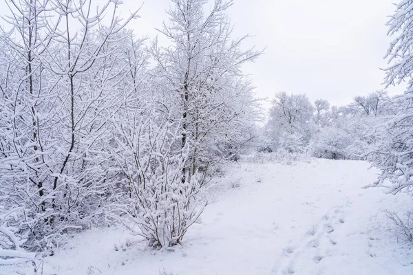 雪の中の木 選択的な焦点を有する冬の背景 — ストック写真