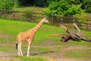 Çok güzel bir zürafa. Seçici odaklı arkaplan ve metin için alanı kopyala