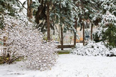 Kardaki çalı. Seçici odaklı kış arkaplanı