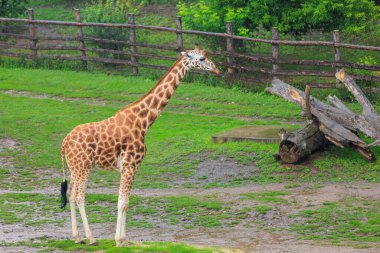 Çok güzel bir zürafa. Seçici odaklı arkaplan ve metin için alanı kopyala