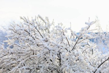 Karda dallar, yakın plan. Seçici odaklı arkaplan