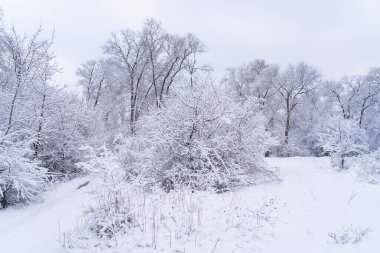 Karda ağaçlar. Seçici odaklı kış arkaplanı