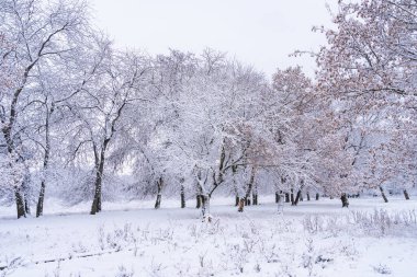 Karda ağaçlar. Seçici odaklı kış arkaplanı