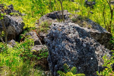 Doğu Avrupa 'nın vahşi kayalık ve dağlık doğası. Metin için kopya alanı olan peyzaj arkaplanı. Seçici odaklanma, uyumlu. Coban ya da Cobani köyü, Moldova 'ya hoş geldiniz..