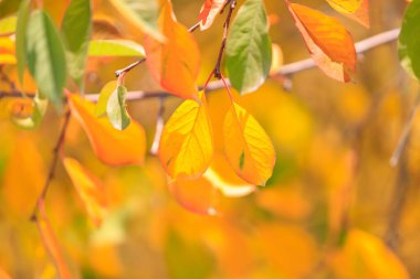 Hava tahminleri için seçici odak ve metin için kopyalama alanı ile soyut sonbahar mevsimsel arkaplanı