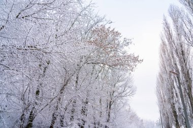 Karda ağaçlar. Seçici odaklı kış arkaplanı