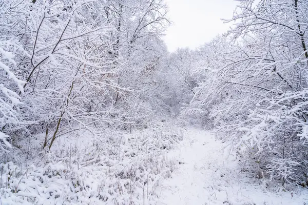 雪の中の木 選択的な焦点を有する冬の背景 — ストック写真
