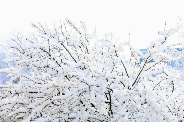 Äste Schnee Nahaufnahme Hintergrund Mit Selektivem Fokus — Stockfoto