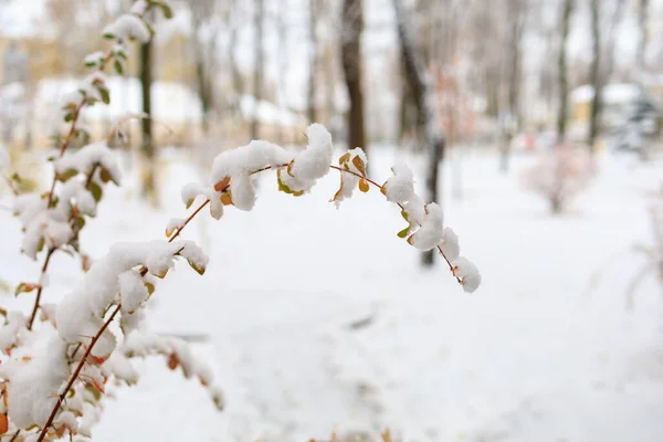 雪の中のブッシュ 選択的な焦点を有する冬の背景 — ストック写真