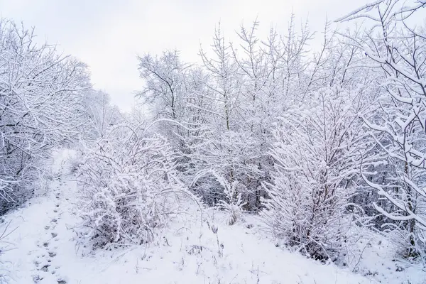雪の中の野生の森 選択的な焦点を有する冬の背景 — ストック写真