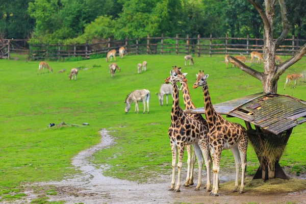 Very Beautiful Giraffes Background Selective Focus Copy Space Text — Photo